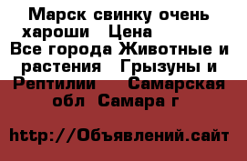 Марск свинку очень хароши › Цена ­ 2 000 - Все города Животные и растения » Грызуны и Рептилии   . Самарская обл.,Самара г.